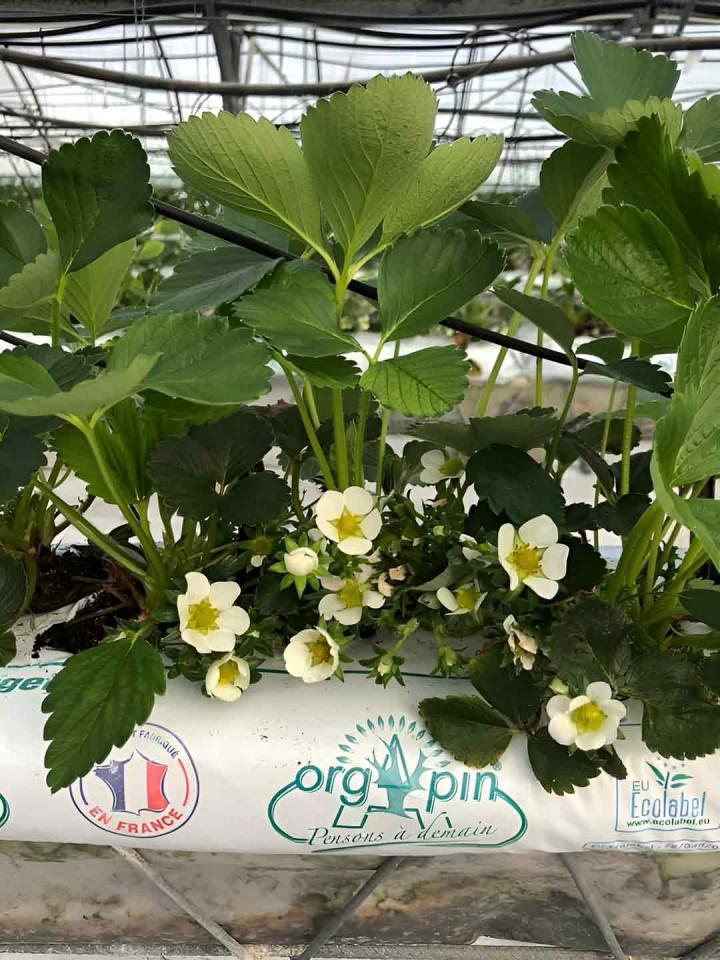 Culture de fraise Troyes