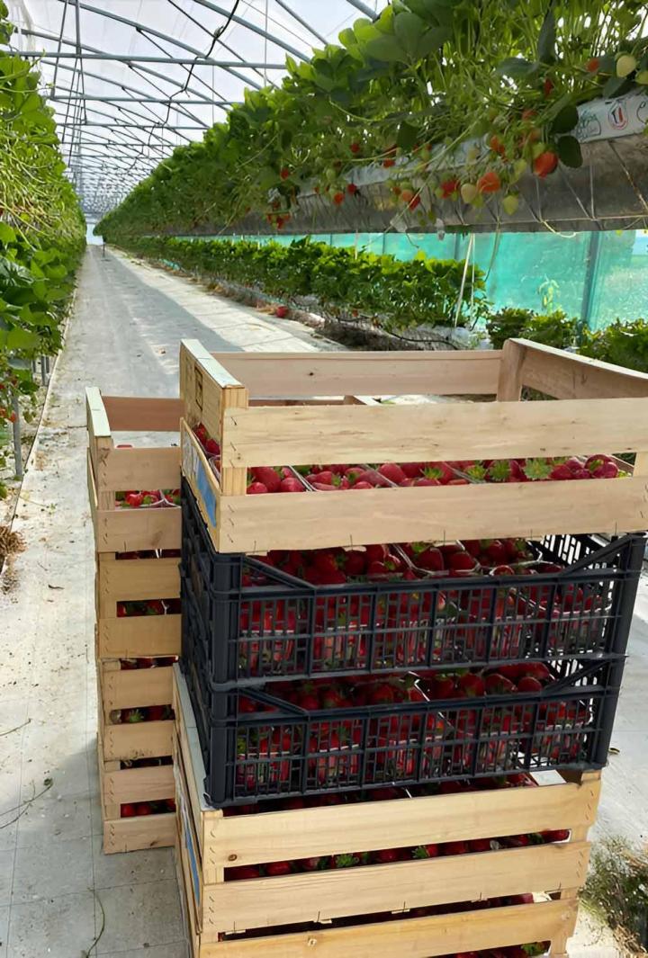 Vente de fraises de saison Troyes