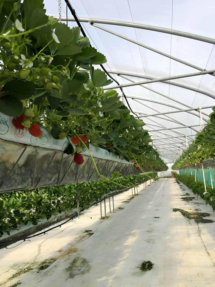 Producteur de fraise Troyes