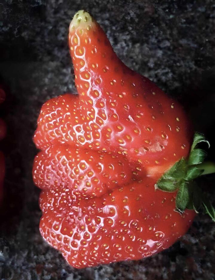 Culture de fraises Troyes