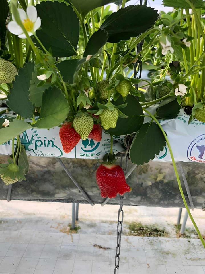 Vente de fraise Troyes