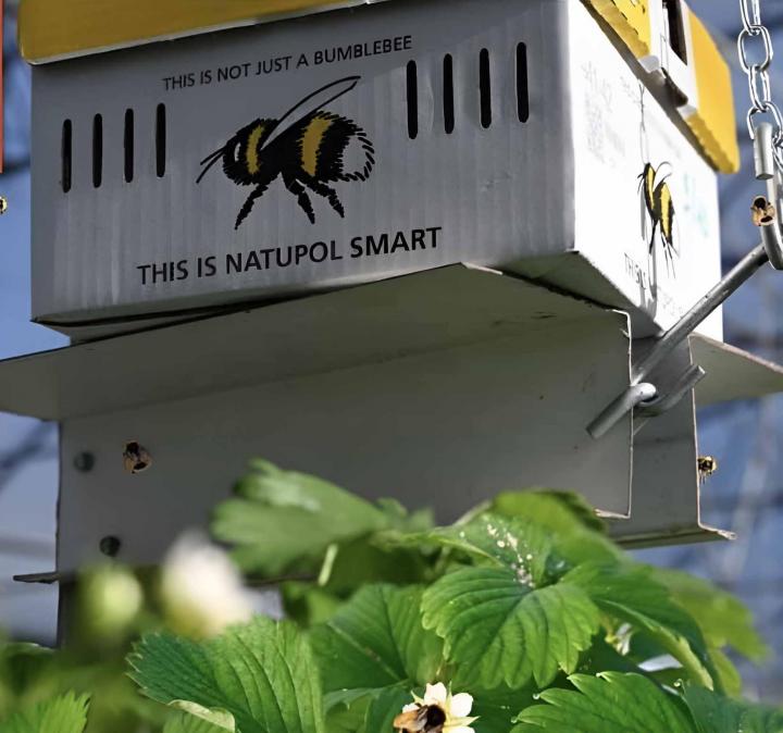 Vente de fraises Troyes