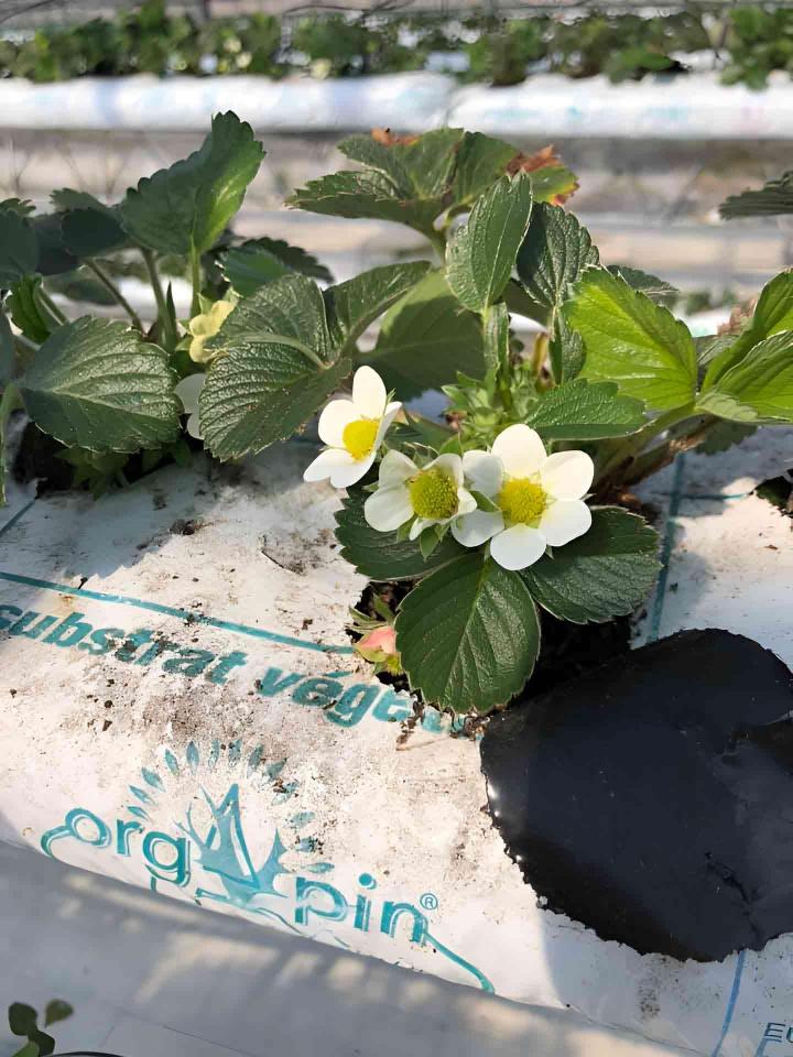 Producteur de fraise Troyes