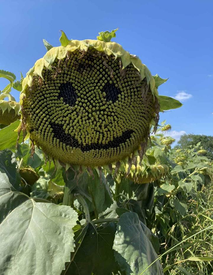 Service de récolte des céréales Troyes