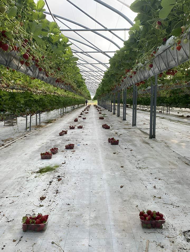 Culture de fraise Troyes